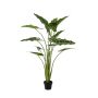 Alocasia frydek plant 140cm
