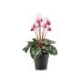 Cyclamen bush white/beauty 30cm in black pot