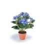 Hydrangea bush dk blue 37cm in tc pot