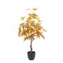 Maple japanese tree green/red in pot 80cm