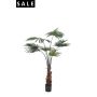Palm livistona 110cm/6lvs