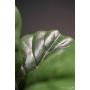 Ficus lyrata plant 55cm
