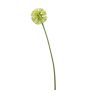 Allium spray green 60cm