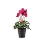 Cyclamen bush hot pink 30cm in black pot