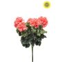 Geranium bush UV peach 41cm