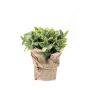 Mint bush in jute pot 19cm