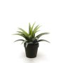 Agave bush green 26cm in black pot