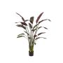 Heliconia plant green/burgundy 150cm