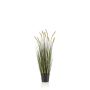 Grass foxtail 90cm