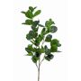 Ficus panda spray green 90cm