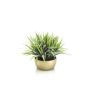Grass bush green 30cm in pearlgold bowl