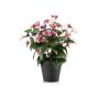 Pansy bush fuchsia/purple 29cm in black pot