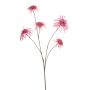 Chrysantum spider spray pink 110cm