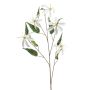 Gloriosa spray cream 105cm