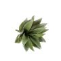Agave bush grey 19cm