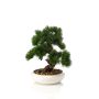 Pinus bonsai in bowl 37cm