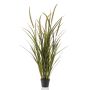 Grass foxtail x7 130cm