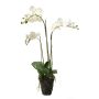 Phalaenopsis white soiled 75cm