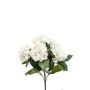 Hydrangea bush x5 40cm cream