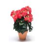 Begonia bush hot pink 30cm in tc pot