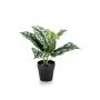 Scindapsus pictus bush green/grey 30cm in black pot