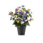 Pansy bush yellow/blue 29cm in black pot