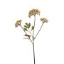 Achillea spray beige 70cm
