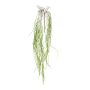 Senecio hanging spray green 150cm