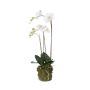 Phalaenopsis plant w moss white 70cm