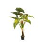 Colocasia plant 160cm (knock down packing)