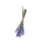 Lavender bundle blue 24cm