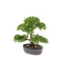 Ficus mini bonsai on plate 32cm
