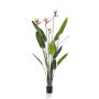 Strelitzia plant w4 flowers 150cm