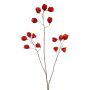 Physalis spray red 80cm