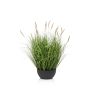 Pennisetum grass in bowl 60cm