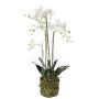 Phalaenopsis plant w moss white 80cm
