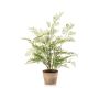 Adianthum fern bush 65cm in tc aged pot