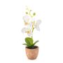 Phalaenopsis mini white in pot 20cm