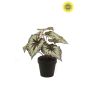 Begonia leaves bush UV grey/purple 26cm in black pot