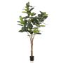 Ficus elastica tree 210cm (knock down packing)