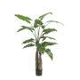Alocasia giant plant 150cm (knock down packing)