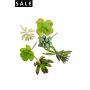 Succulent assortment bag of 6pcs