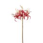 Nerine spray red/gold 60cm