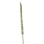 Donkey tail spray green 86cm