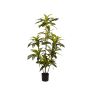 Dracaena plant 150cm (knock down packing)