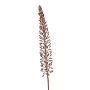 Eremurus seed spray burgundy 105cm