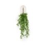 Asparagus sprengeri hanging bush 75cm