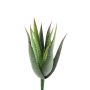 Aloe vera green 23cm