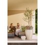Olive tree UV 90cm