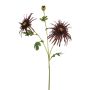 Chrysantum spider spray burgundy 70cm